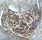 Anti-CD4 Rabbit Monoclonal Antibody